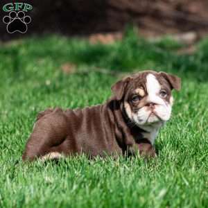 Cocoa Tide, English Bulldog Puppy
